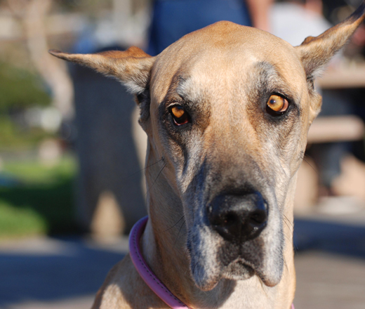 Dogs Who Brunch - Lucy the Great Dane - LagunaBeachBest.com