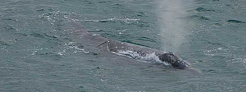 California Grey Whales in Laguna Beach