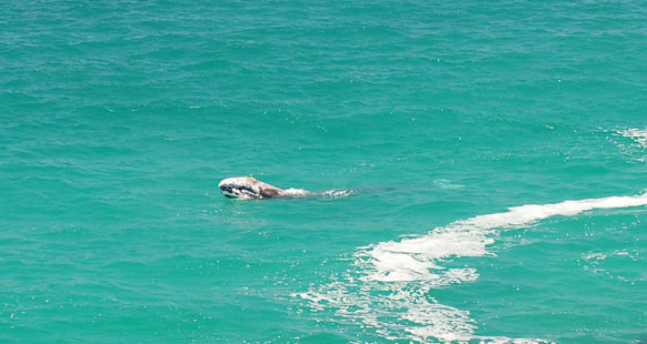 California Grey Whale calf pokes up to see what the skimboarders are doing at West Street Beach in Laguna Beach