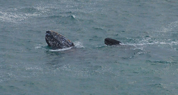 California Grey Whale Mom and Calf swim in sync at West Street Beach in Laguna Beach