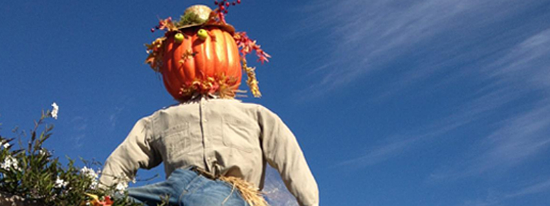 It’s Coming Up Scarecrows in Laguna Beach