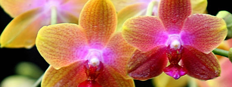 orchid sale - Laguna Nursery