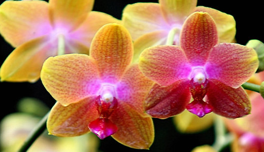 orchids - Laguna Nursery