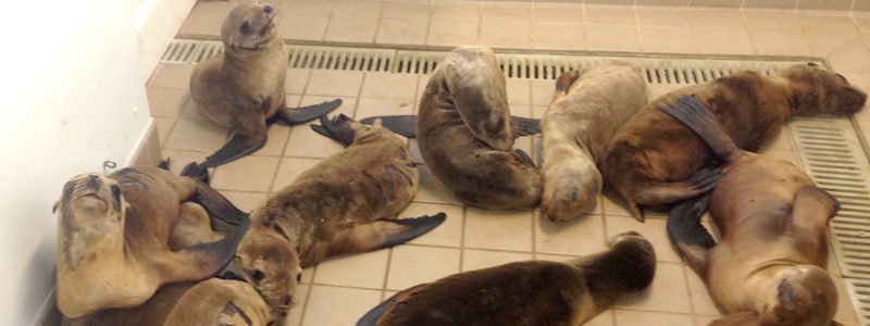 Sick Seals Need Our Help at PMMC in Laguna Beach