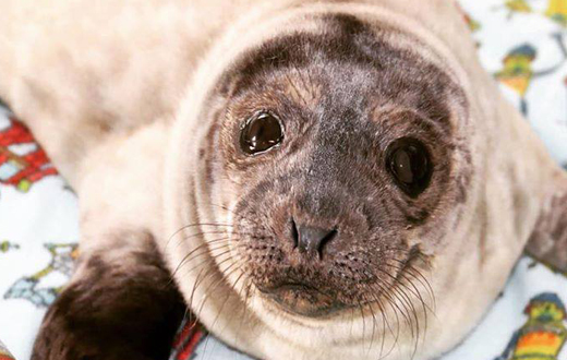 4-week old harbor seal