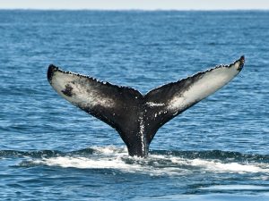 Whale Talk - Dana Point Nature Center