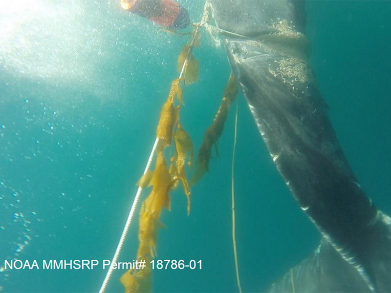 Whale entangled - PMMC rescue