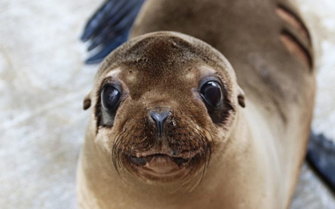 Support our Seals and Sea Lions With Holiday Gift Catalog
