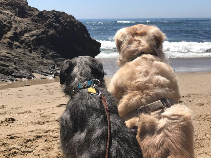 is laguna beach dog friendly